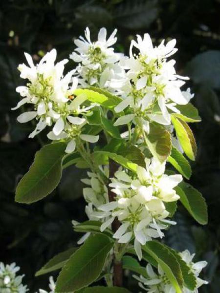 Amélanchier Alnifolia Obelisk